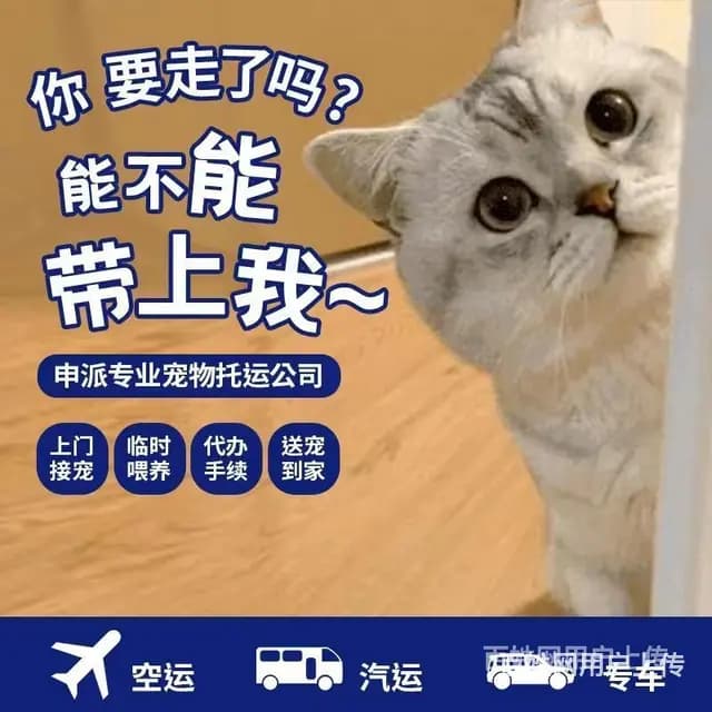 六盘水本地猫狗活体运输 上门接送 空调专车陆运 飞机空运 代 - 图片 9