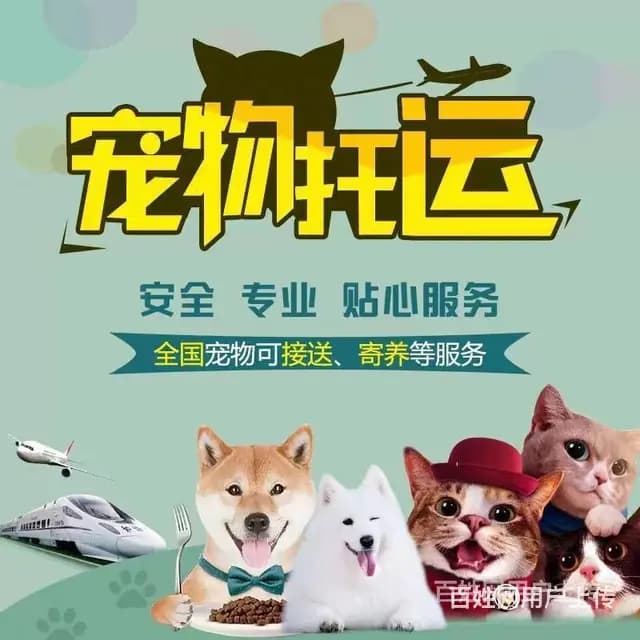 水城宠物托运{猫狗长途搬家}活体快速邮寄2024安全快捷全国 - 图片 7